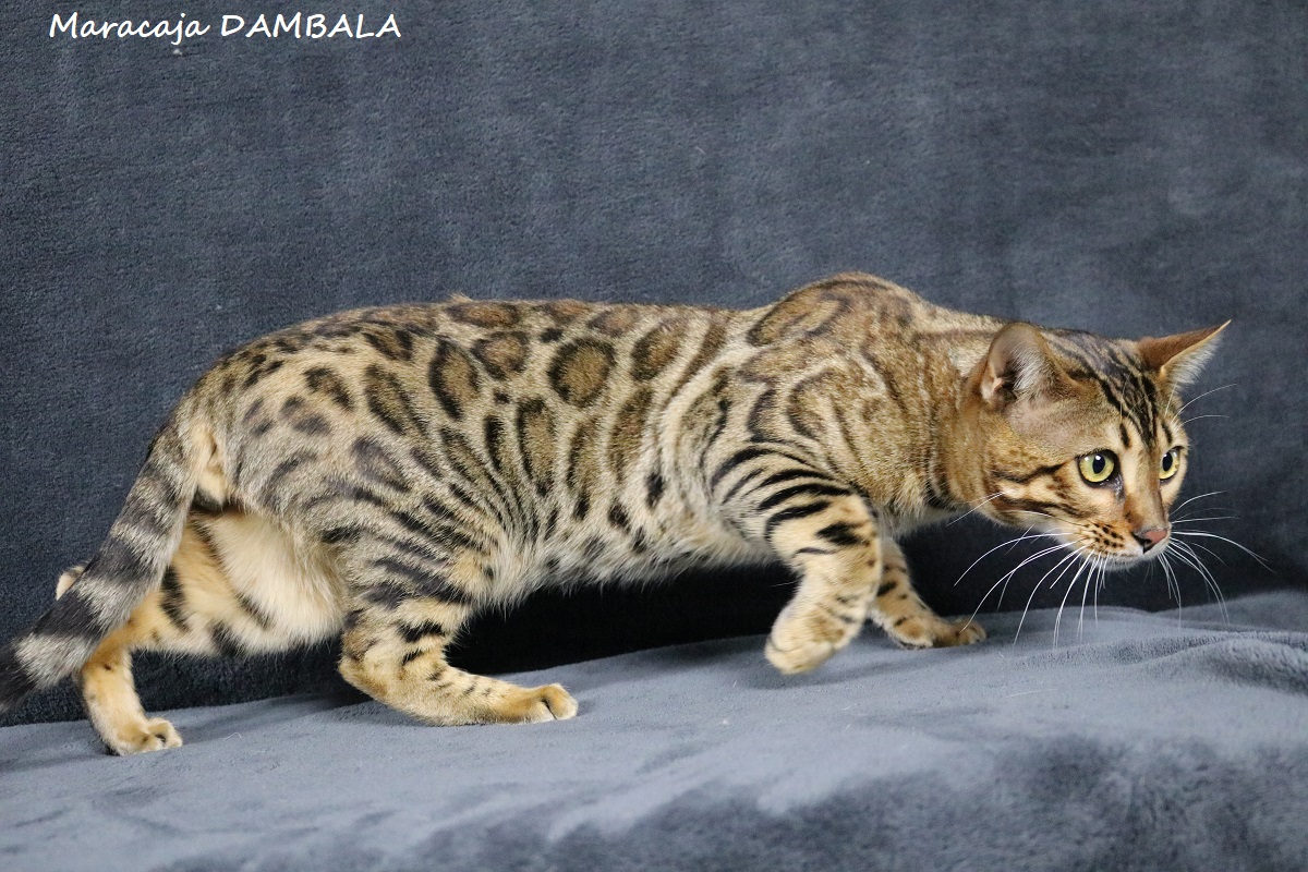 MARACAJA DAMBALA, male bengal brown